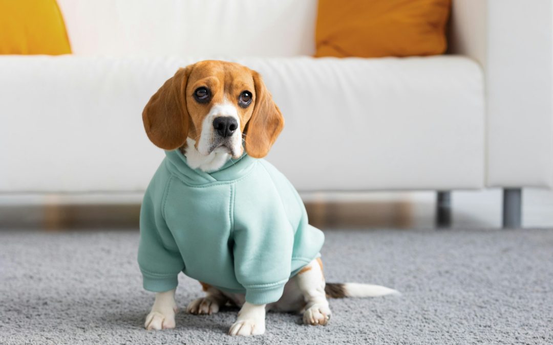 Dressing Your Dog: Navigating the World of Pet Apparel