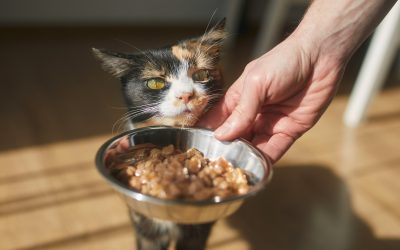 Carnivore or Omnivore? Understanding the Nutritional Needs of Dogs and Cats