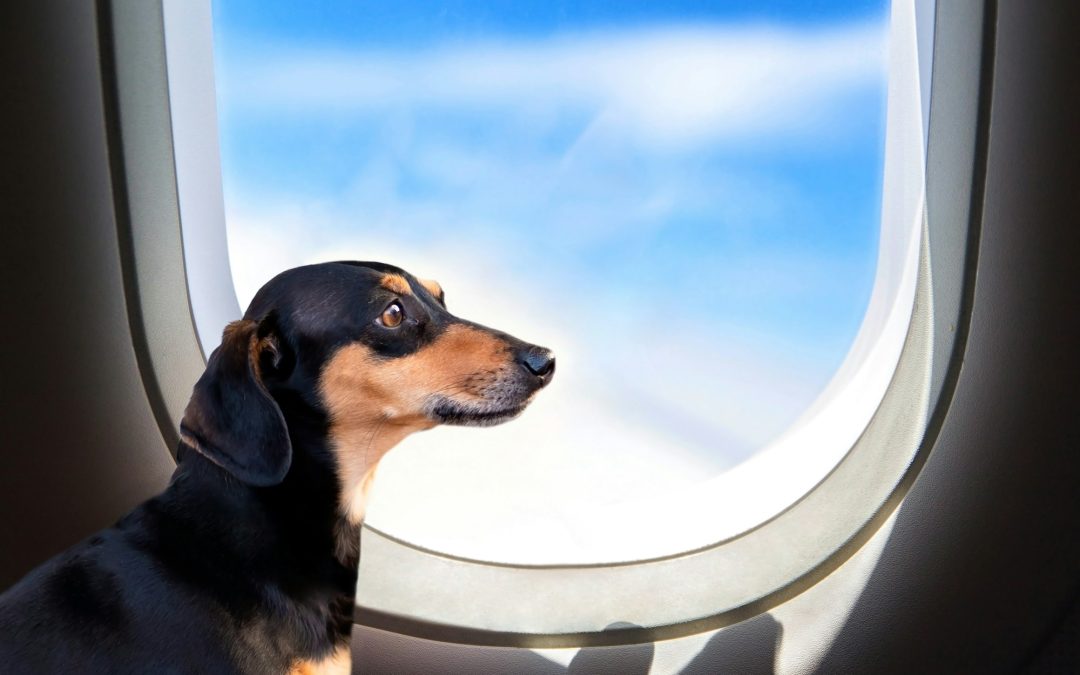 Canine Passengers: Considerations for Long-Distance Air Travel with Dogs